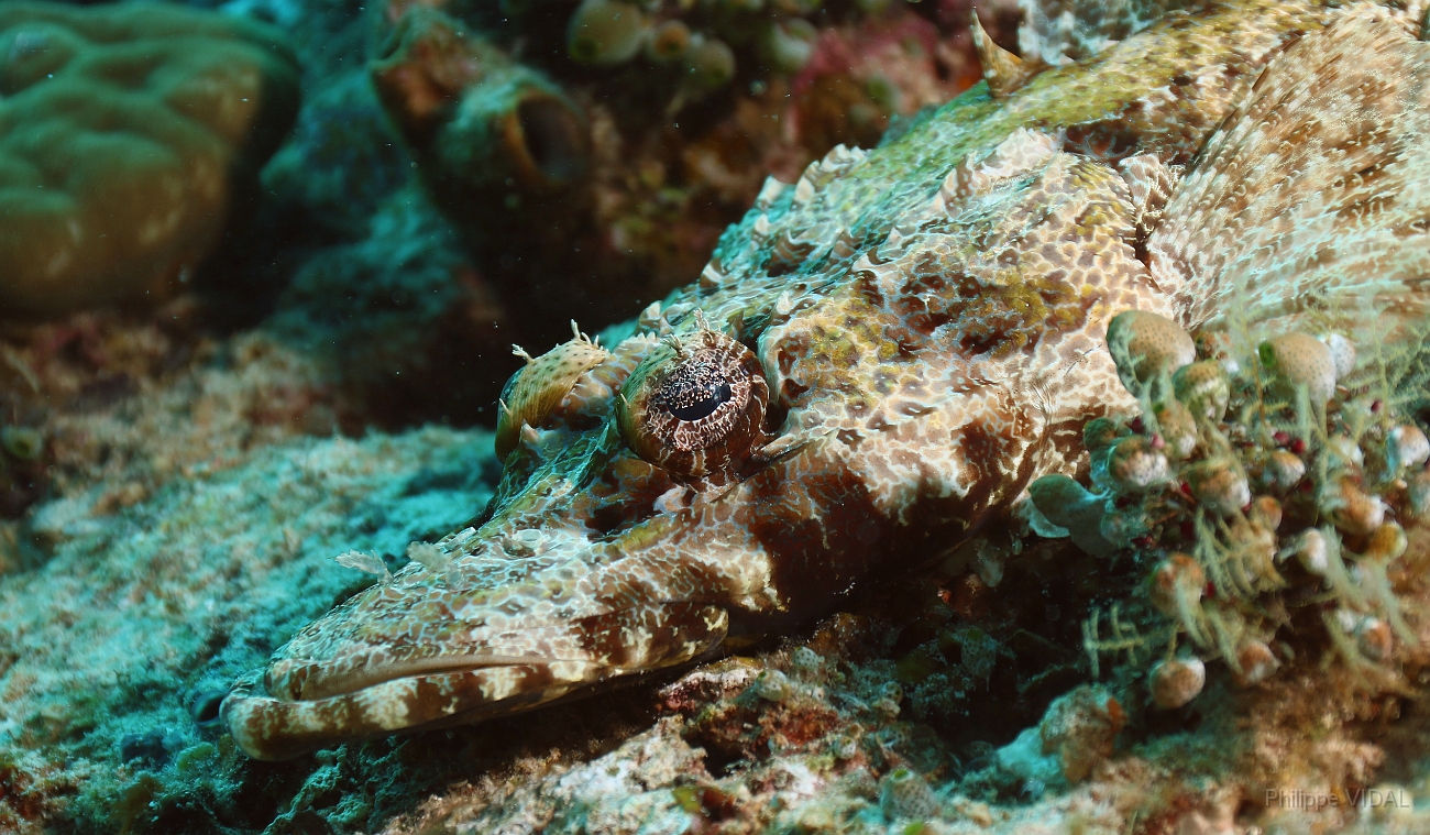 Raja Ampat 2016 - Cymbacephalus beauforti - Crocodile flathead - Poisson crocodile de Beaufort - IMG_4842_rc.jpg